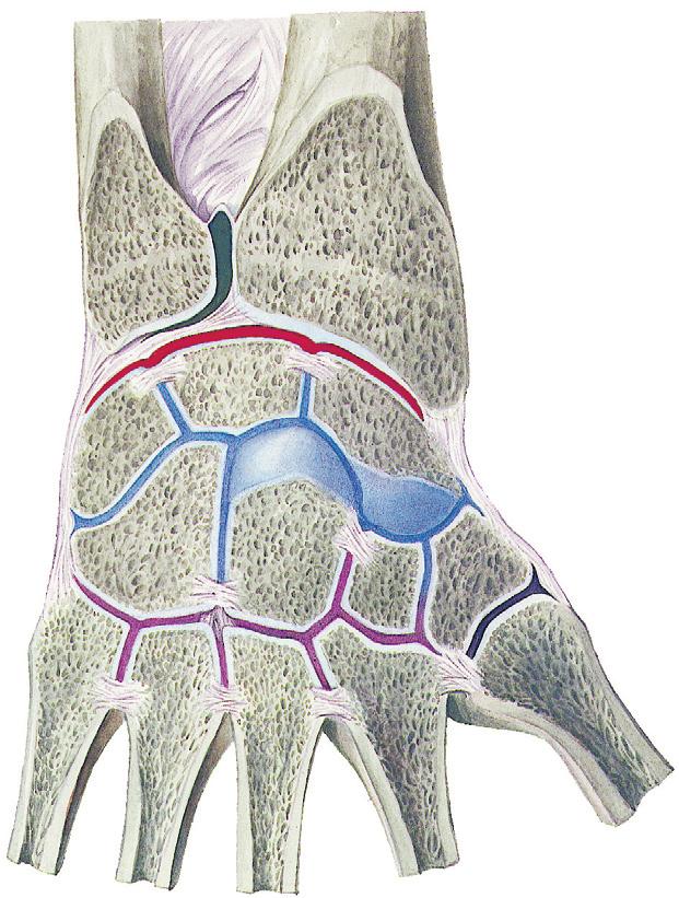Handgewrichten 2 6.26 Handgewrichten en ligamenten van de tussenbeentjes van de rechter zijde, dorsaal aanzicht.