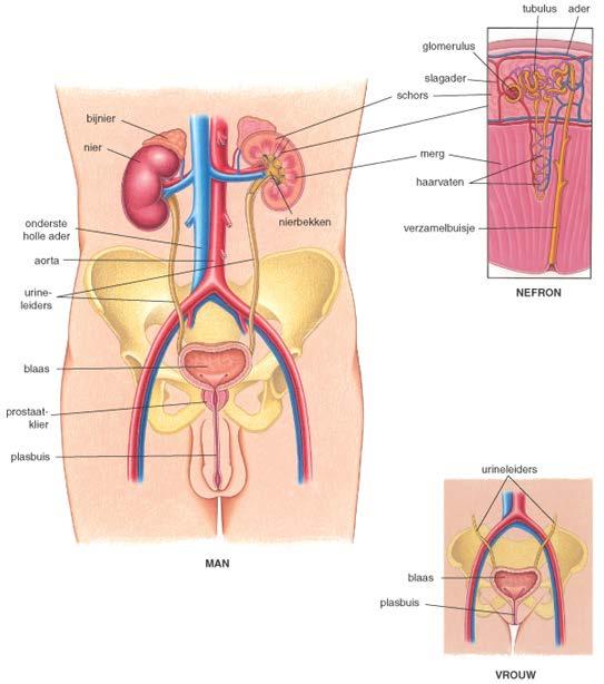 Urine Urine wordt opgevangen in nierbekken (= pyelum) Via urineleider (= ureter) naar blaas Urineleiders zijn gespierd