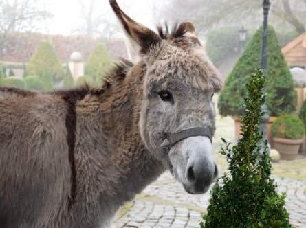 voor een gezellige, winterse sfeer en maken onze stal tot één van de mooiste van