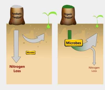 Kunnen organische inputs benutting van (minerale) stikstof verhogen?