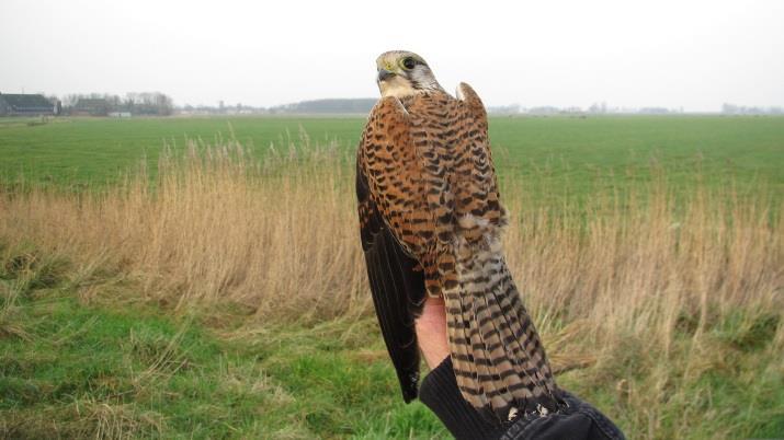 Foto s van Torenvalk ZHY, nadat deze gevangen en geringd was door de Ringgroep Bergum (Anjum, 28 dec. 2015). halsbanden geringde vijfkoppige (!) familie kolgans! Zie de foto op de vorige pagina.