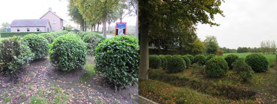 Het weiland bestaat uit een monocultuur van gras zonder veel andere plantensoorten. Aan de zuidzijde van het weiland staan een drietal rijen met ronde struiken (laurier en rododendron) (zie figuur 5.