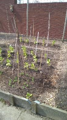 motto: Samen gezond met de groenten uit de biologische tuin van de Laares. Wacht niet langer en meld je nu aan bij de wijkcommissie. wijkcommissielaares@gmail.