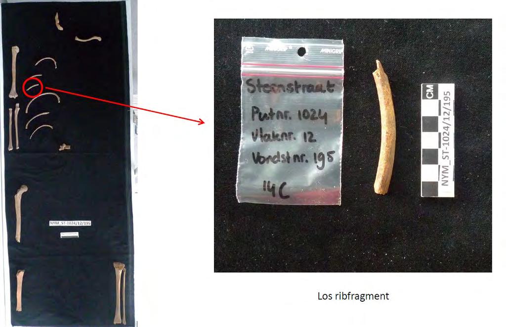 Toch Vikingslachtoffer 880-881? 2015 Rachel Schats (Universiteit Leiden) Incompleet skelet (<25%), vrouw (?
