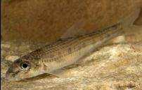 Vraagstelling Welke vissoorten maken als juveniel gebruik van nieuwe habitats? etekenis tradionele rivieroevers versus nieuwe habitats?