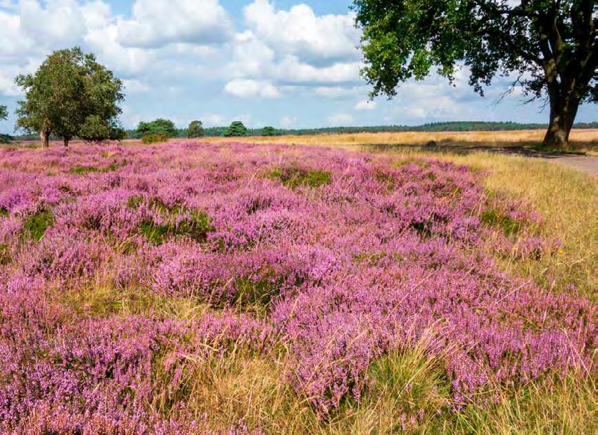 Als tweede heideveld onderweg kom je over het Hijkerveld, sinds 1986 in eigendom van Het Drentse Landschap.