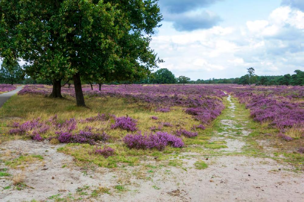 FOTO/GERARD DE VRIES de zandverstuivingen waar het terrein ook zijn naam aan ontleent.