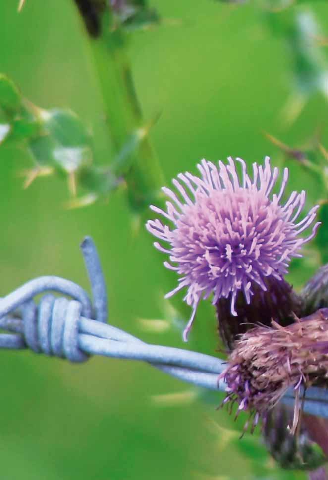 Doeleinden van de Theosofische Vereniging: Het vormen van een kern van de universele