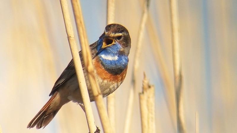 Ochtendexcursie Oostvaardersplassen: 14 mei 2017 Gids: Pim. Aan mij de eer om een vriendelijk stel uit het Oosten des lands rond te leiden in de nieuwe wildernis : De Oostvaardersplassen.