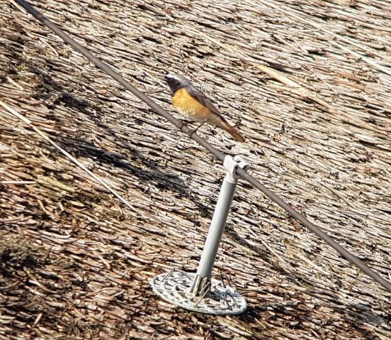 Bij de eerste vogelkijkhut stonden we oog in oog met de prachtige blauwborst! De vogel liet zich in volle glorie zien.