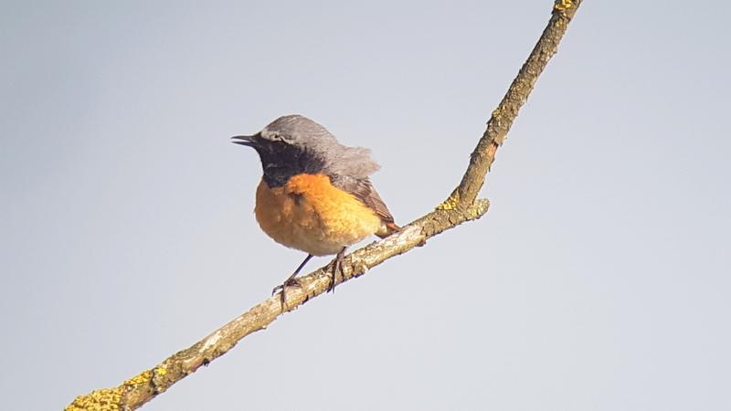 Vanuit de vogelkijkhut kijk je uit over de Serengeti van Nederland.