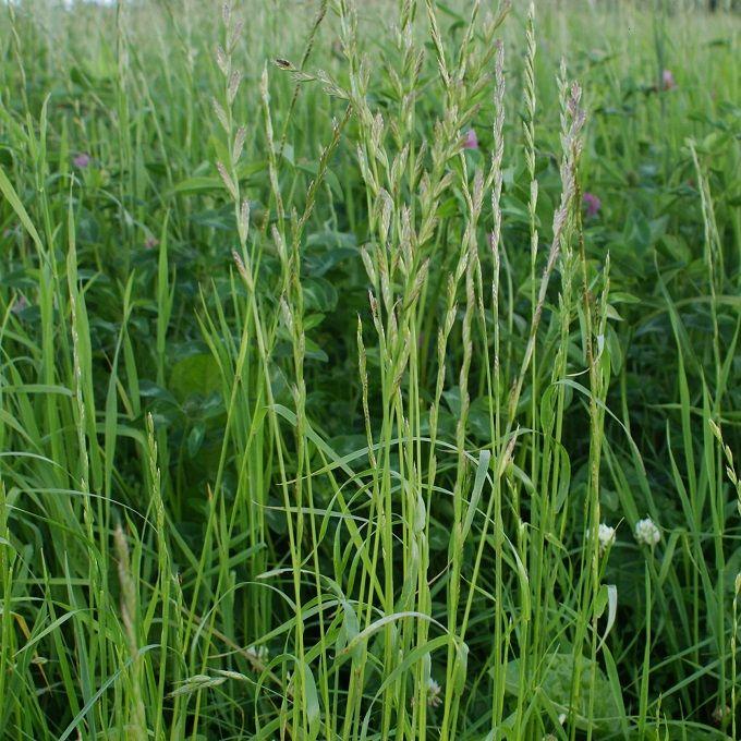 Waar gaat het fout in Katwijk Aangezien er binnen de gemeente Katwijk (helaas) verschillende voorbeelden zijn te noemen van lijnvormige graslandbegroeiingen die weinig natuurwaarde hebben, volgen