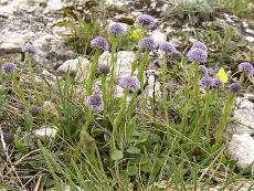 diversiteit Globularia bisnagarica