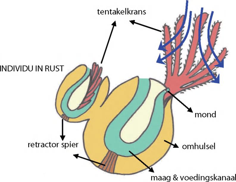 Specifieke kenmerken Het vogelkopmosdiertje behoort tot de mosdiertjes (Bryozoa). Mosdiertjes leven in kolonies (zie foto pagina 2).