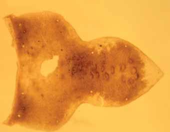7.1.2 Materiaal en methoden Afb. 7.2 Kokerjuffer, Glyphotaelius pellucidus (kopschild). Deze soort leeft in plassen met veel blad (foto: Alexander Klink).
