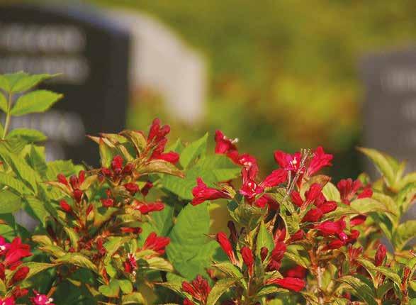 De stoffelijke resten worden in een knekeldoosje herbegraven in een verzamelgraf. Een verzamelgraf wordt voorzien van een monument waarop de namen van de herbegravenen worden vermeld.