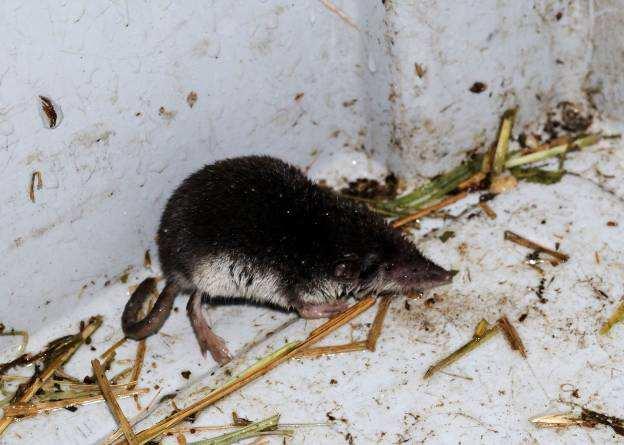 2.2 VANGSTEN In totaal werden 257 muizen gevangen, verdeeld over zeven soorten: bosspitsmuis (Sorex araneus/coronatus), veldspitsmuis (Crocidura leucodon), huisspitsmuis (Crocidura russula), rosse