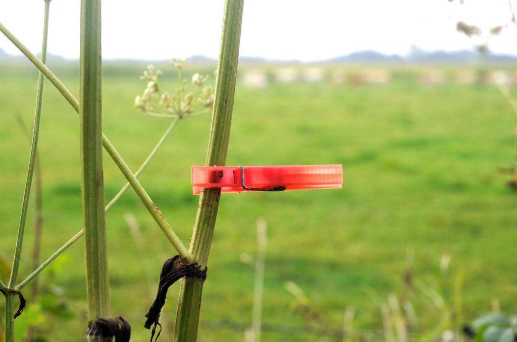 4. CONCLUSIES EN AANBEVELINGEN Het doel van het kamp was om de veldspitsmuis te vangen, dit is zeer goed gelukt. Het aantal vangsten van 14 (5% van het totaal) is hoog.