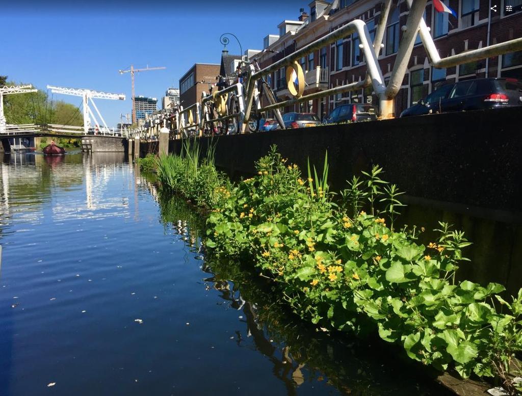 Watertuinen in Leidsche Rijn