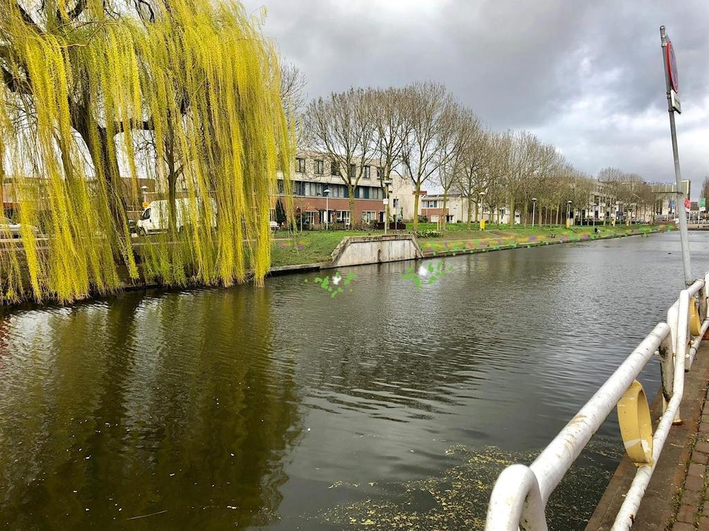 Twee wilgentenenplantbollen ter hoogte van opstaande betonnen muur en