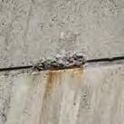 Ondergronden Beton Cementhuid Betoncarbonatatie, beter bekend als betonrot /Oorzaak Cementhuid is een mengsel van cement en water dat op de oppervlakte komt te liggen tijdens de productie van het