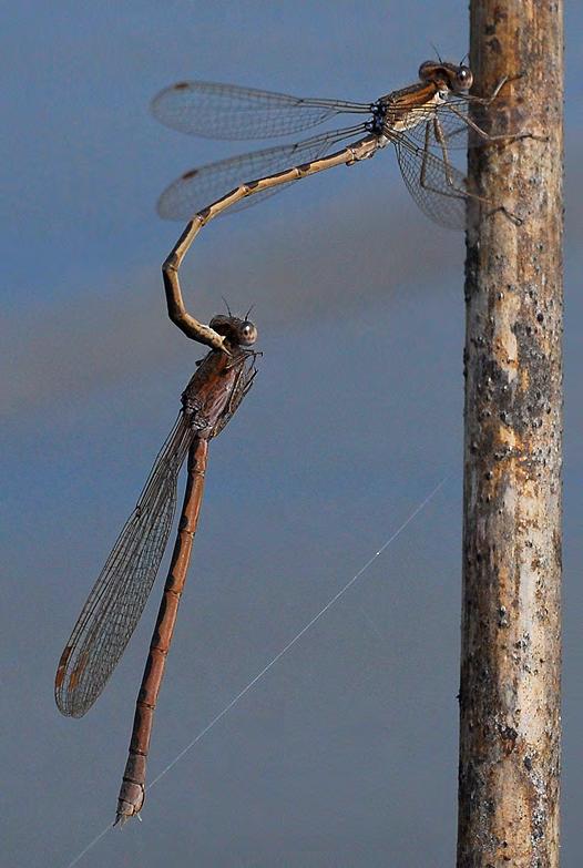 Paring tussen Bruine winterjuffer (Sympecma fusca) en Noordse winterjuffer (S. paedisca) voor tweede maal waargenomen in Nederland R.