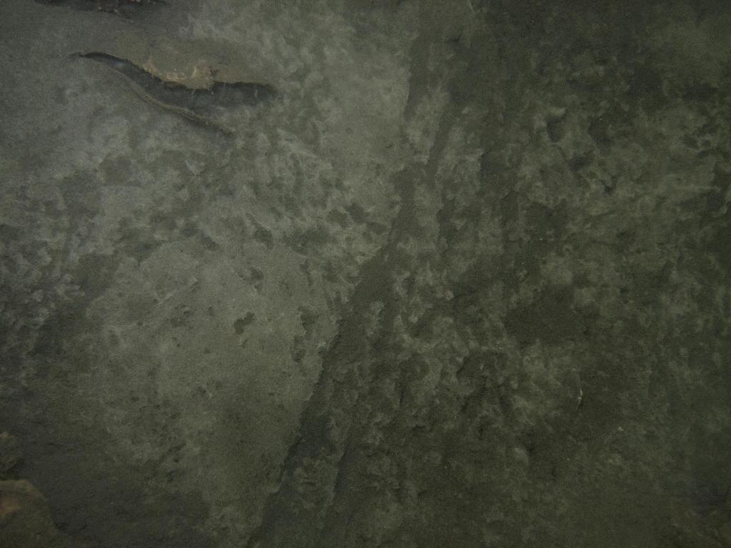 Tussen en op deze vlijmscherpe schelpen, waarvan de meeste leeg zijn, vinden veel zeedieren, zoals zeeanemonen, zeepokken en kleine vissen een goede ondergrond die zij dieper dan tien meter