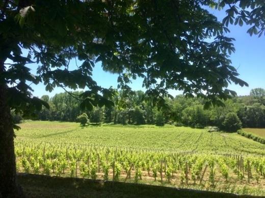 Franc smaak, klein pepertje La Lande Pomerol Chateau Tournefeuille 2016 Merlot 90%, Cabernet franc 10%