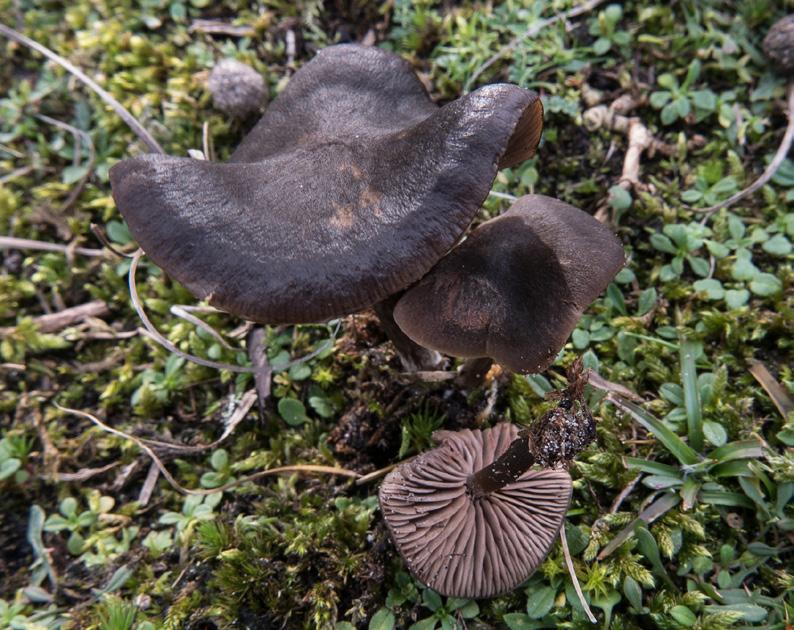 Sleutel Satijnzwammen in de duinen 1a.