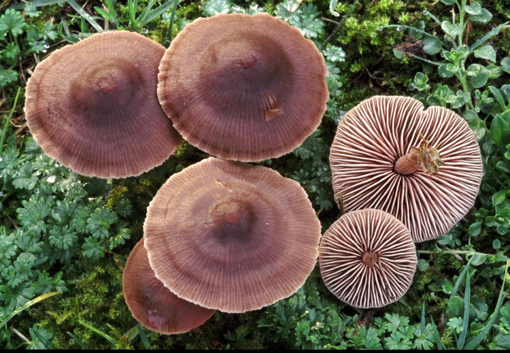 Hoed vrijwel glad, niet gezoneerd.... Zwartbruine satijnzwam, E. vindobonense (Fig. 15) 2b. Hoed met fijne pluizige of heel fijnharige plekjes, soms gezoneerd.