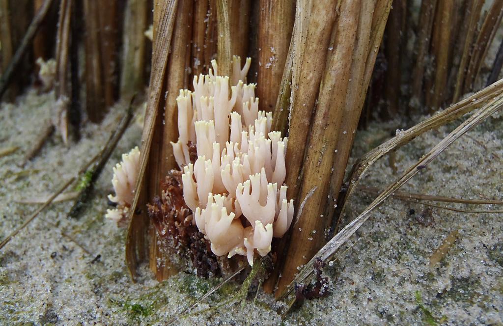 Figuur 17. Gemeld als Ramaria ammophila nom. prov. (Foto: Leo Jalink) Koraalzwammen (Ramaria) in de duinen In Nieuwsbrief 17 (Boomsluiter et al.