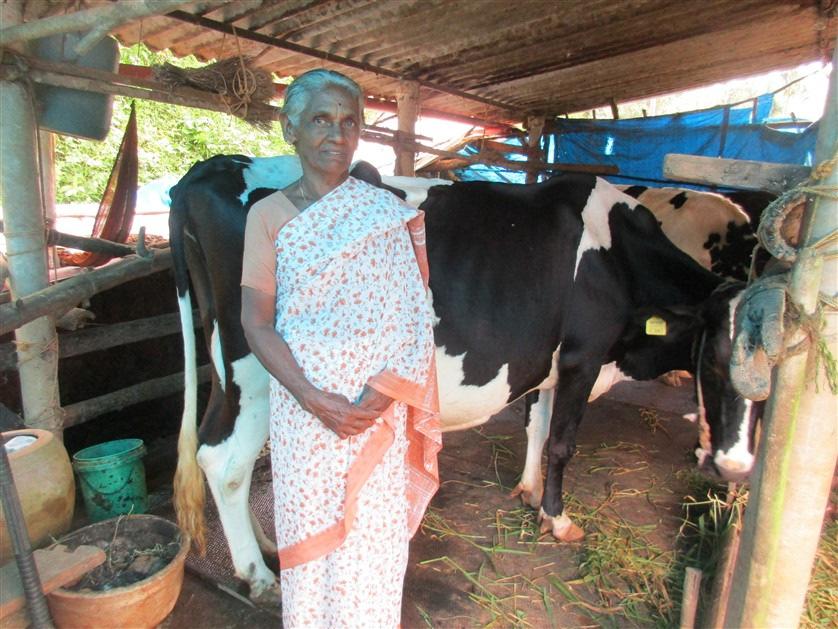 Voorbeelden van enkele projecten van de afgelopen jaren India Mananthavady One cow for one family (totaal 15) In Mananthavady is