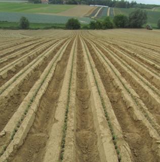 proefperceel erwt ingezaaid waarbij het effect van verschillende bodembewerkingen op alle mogelijke aspecten van de teelt onderzocht wordt.