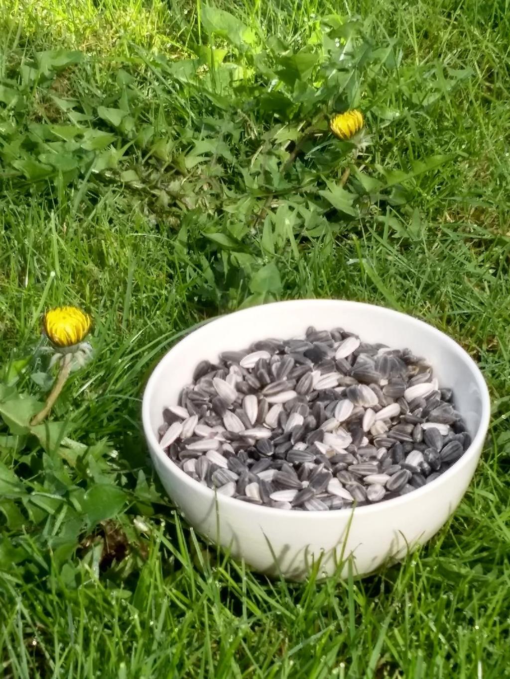 Zonnebloemenwedstrijd Op de foto zie je de zonnebloemzaadjes van de zonnebloem van de