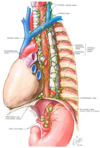 Anatomy Surgical challenges 3 compartments hard to reach vital structures Lymphogenic metastasis