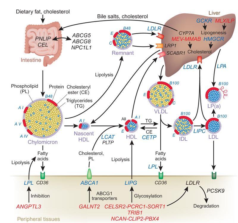 A treasure trove for lipoprotein biology. Nat Genet. 2008;40:129-130.