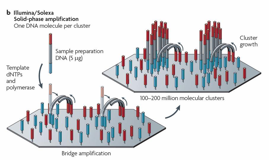 Illumina: