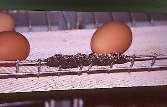 op de eieren zijn Werknemers gebeten worden of jeuk