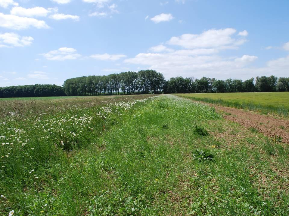 Graskruidenrand voor broedende akkervogels Voedsel (insekten)