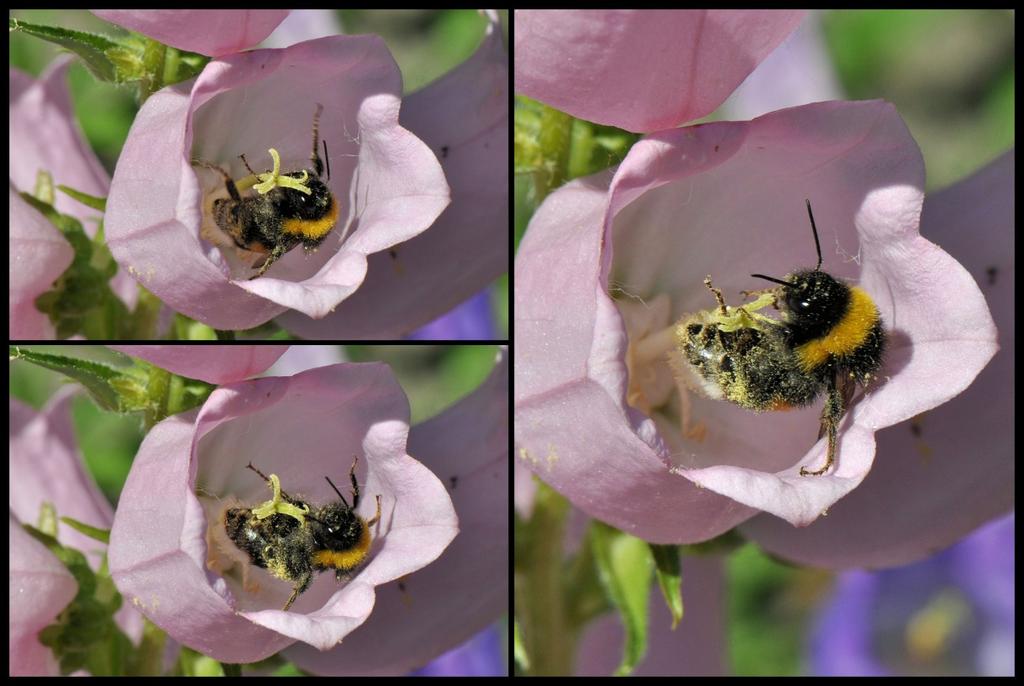 De bouw van dit klokje (campanula) staat garant voor een goede bestuiving door insecten.