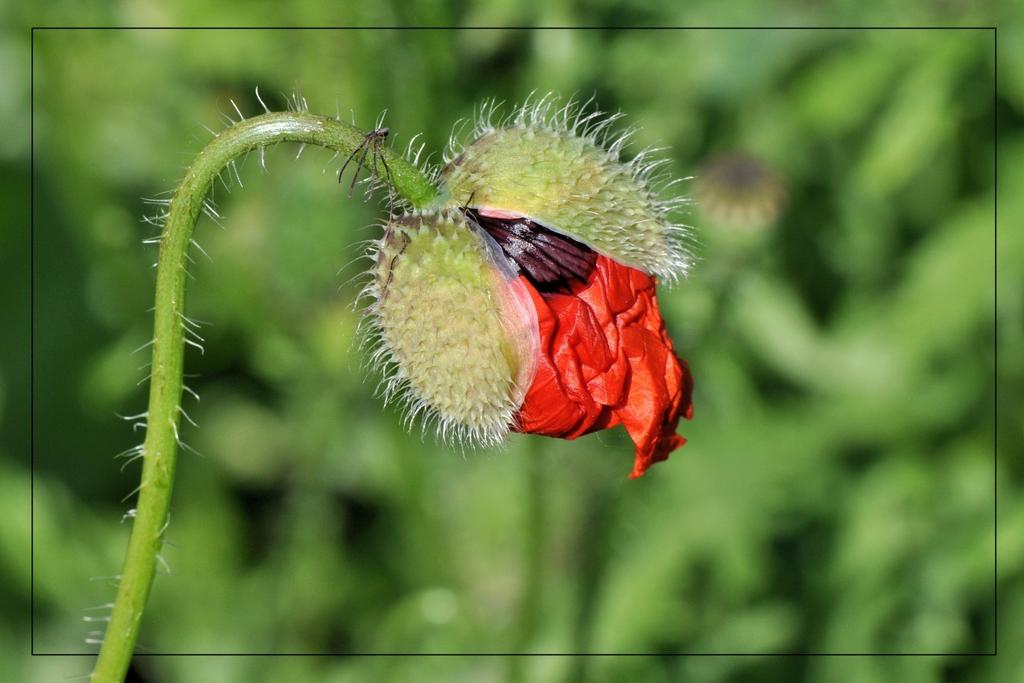 Steeds verbaast het me weer hoe een bloem in de knop zit gepropt / opgevouwen. Deze klaproos (papaver) zal binnenkort volop in bloei staan. Het is een echte pioniersplant.