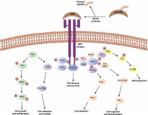 MET (mesenchymal-epithelial transition) receptor tyrosine kinase NSCLC: amplificatie in 2-4% (untreated NSCLC); 5-20% (secundaire resistentie aan EGFR TKI in EGFR gemuteerde tumoren)