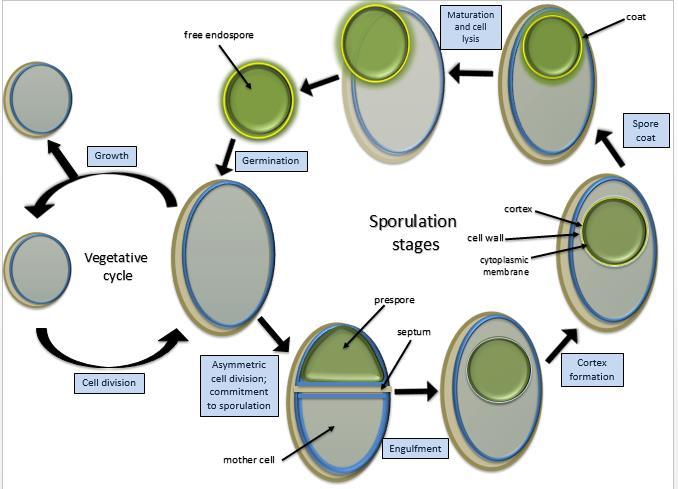 Microbiologie Bacteriën en Schimmels Overlevingsstrategieën: endosporen en cyste,