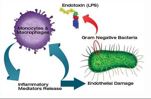 Microbiologie Bacteriën Endotoxines: veroorzaken koorts, ernstige ontsteking en soms septische shock Exotoxines zijn zeer potent en kunnen verlaagde bloeddruk,