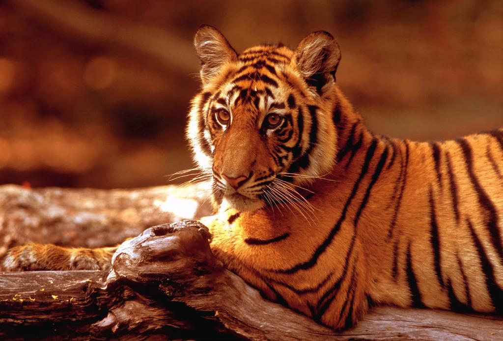 INFOBLAD DE TIJGER Met zijn soepele gespierde lijf en zijn machtige kaken is de tijger de koning van de jungle. In dit infoblad staat van alles over deze prachtige grote Aziatische kat.