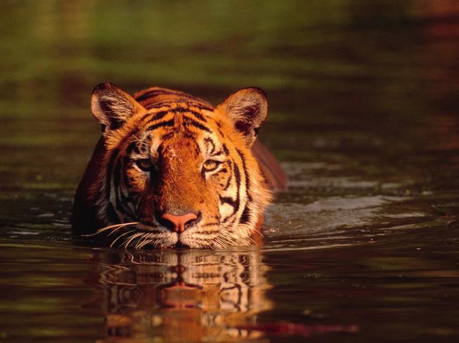 Het Wereld Natuur Fonds doet er alles aan om de tijger te behouden. Streepjeskat Jonge Bengaalse tijger Een tijger is veel groter dan een huiskat.