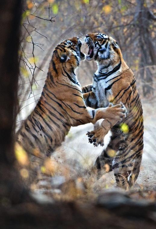 De verschillende tijgers Er is maar één soort tijger, want alle tijgers kunnen met elkaar paren en krijgen dan gezonde jongen. Toch verschillen tijgers wel van gebied tot gebied.
