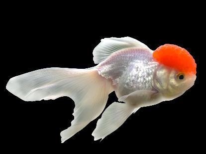 oranda, ranchu (leeuwenkop) en andere goudvissen (sluiergoudvissen hebben vaak problemen met het eten van drijvend