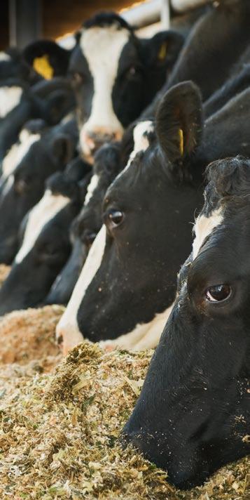 Bij gebruik in een explosiegevaarlijke omgeving wordt het N2 uitgerust met een inertiseersysteem, dat zorgt ervoor dat het totale laadproces plaatsvindt in een explosieveilige