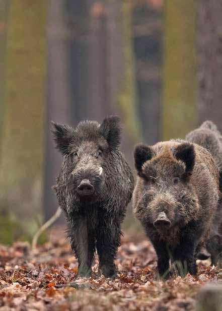 EVERZWIJN De wilde voorouder van het varken Het everzwijn is de voorouder van onze tamme varkens. Het zijn intelligente en actieve dieren.